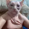 themotionman69