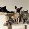 apawslife