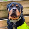 bear_the_rottweiler_gb