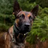 dynamiccanine