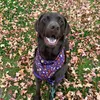 sophiepotato316
