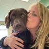 chocolate_lab_lover