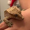 loki.thecrested