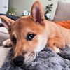 shibainuenzo0