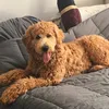 pamcakes61