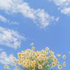 thume_iidris