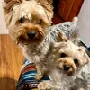 1yorkiemoms
