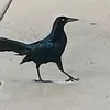 spidysensses