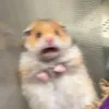 bubbygums