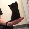 dwd