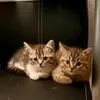 romeoandruby