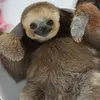 slothlicious