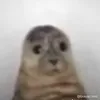 le_xiiii_45