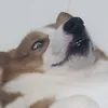 _jpoke