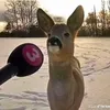 tamoammo