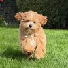 CharlytheMaltipoo