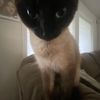 willow_454