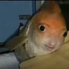 edboiii24