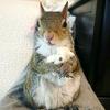 squirrel_mc_nuts