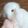 carotathebunny