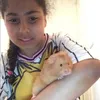 faith_hamstercutie
