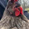 chickentender7500