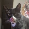 sashathecat96