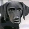 papibaraaaa