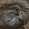 twocats066