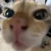 strwbrry_pengu