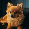 jeroompompom