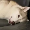 hehehe_