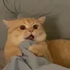 bazinngggaaa