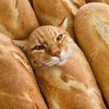 catstickloafbread