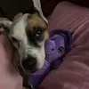 juju.bunny1