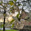 lemon_pie2119