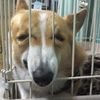 v36.dog