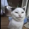 lulupulu4