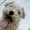 gracielovebug