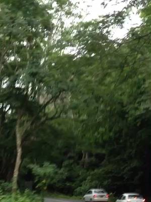 JUNGLE 