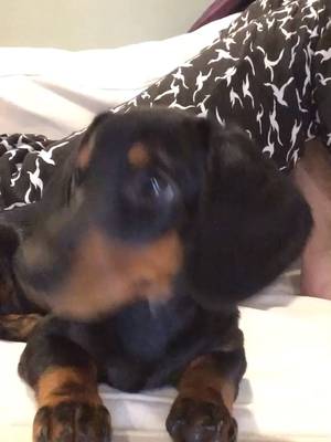 My lovely puppy... Gnocchiiiii <3