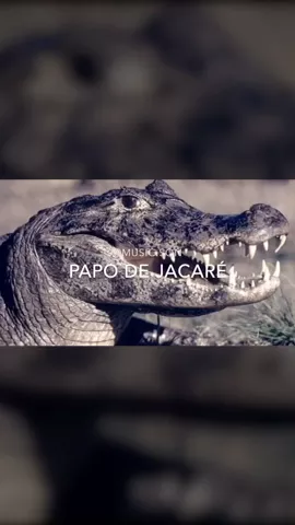 #PapoDeJacaré