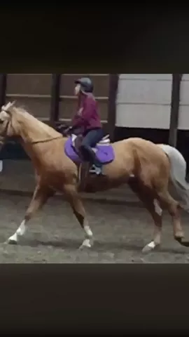 my canter improvement over the last year! What do you guys think? Comment ❤ if this inspires you! Isn't it great?