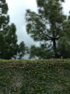 Never-Ending Hedge🌳