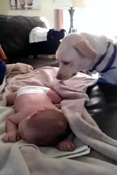 Dog Covers Sleeping Baby with Blanket #animals