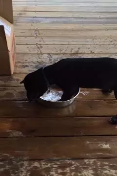 #afv