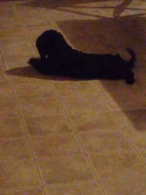 My puppy is so cute