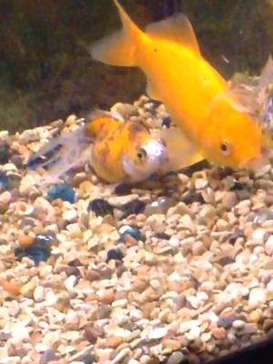 This fish is so lazy