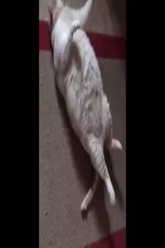 #afv