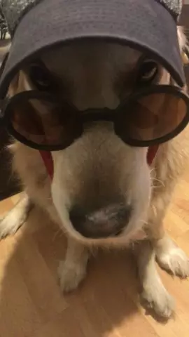 Zdecydowanie jest idealna!!! #petfashion #pets #pet #dog #fashion #polska #poland 